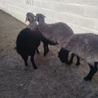 ۳ راس بره قزل افشار و قره قزل|حیوانات مزرعه|بناب, |دیوار