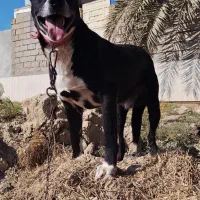 سگ قدرجونی|سگ|امیدیه, |دیوار