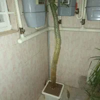 کاکتوس بزرگ