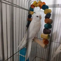 عروس هلندی نر ماده