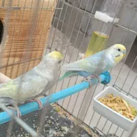 مرغ عشق