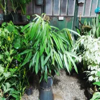 گل های آپارتمانی|گل و گیاه طبیعی|شیراز, شیخ روزبهان|دیوار