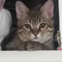 واگذاری گربه ۶ ماهه