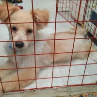 واگذاری سگ ۸ ماهه نژاد میکس تریر|سگ|اصفهان, کوی شهید کشوری|دیوار