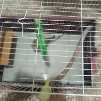 عروس هلندی 7ماهه|پرنده|مشهد, هدایت|دیوار