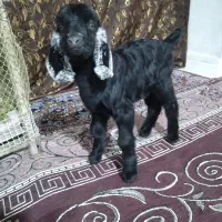 بزغاله شیری ماده