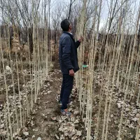 نهال صنوبر|گل و گیاه طبیعی|بروجرد, |دیوار