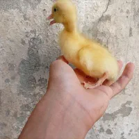 تعدادی جوجه اردک دوباره شارژ شد