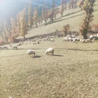 فروشگوسفند|حیوانات مزرعه|رستمآباد, |دیوار