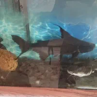 فروش یا معاوضه با ماهی لوازم اکواریو|ماهی|فردوس (خراسان), |دیوار