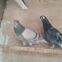 ماده خرقه گلین طوقی|پرنده|اصفهان, شاهزید|دیوار