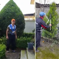 باغبانی و هرس لاوسون و درختان|خدمات باغبانی و درختکاری|دابودشت, |دیوار