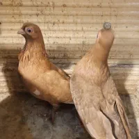 کبوتر چشم تلسکوپی