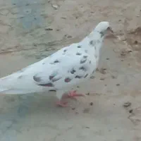 کبوتر|پرنده|اردکان, |دیوار