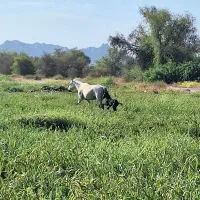 هر دو اسب معاوضه با متور