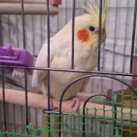 عروس هلندی لوتینو ماده