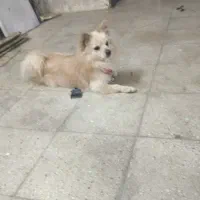 سگ ماده پامرروباهی