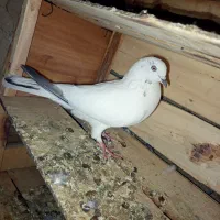 کبوتر|پرنده|حاجی آباد, |دیوار