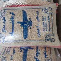 نخود پاییزه  بذر ترکی