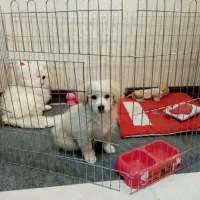 پامر اشپیتز واکسن زده،شناسنامه دار|سگ|مشهد, رستگار|دیوار