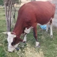 گاو سیمنتال
