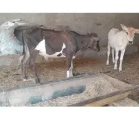 گوساله نر و ماده دورگه شادگان