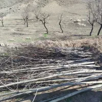 نهال گردو|خدمات باغبانی و درختکاری|طاغنکوه, |دیوار