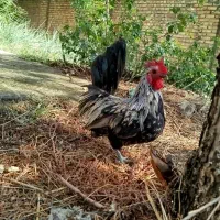 خروس جاپنیز|حیوانات مزرعه|قم, زنبیل آباد|دیوار