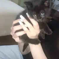 گربه بریتیش