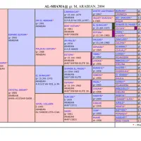 مادیان تولیدی زیبایی وارداتی از خارج