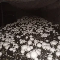 قارچ دکمه ایی از سالندار