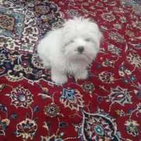 سگ مینیاتوری|سگ|مرند, |دیوار