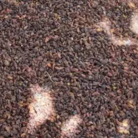 کشمش گله آفتاب خشک درجه یک