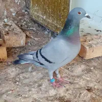 جفت|پرنده|مسجد سلیمان, |دیوار