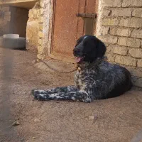 توله لاس روزگاری ۹ ماه