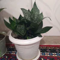 گل طبیعی|گل و گیاه طبیعی|بانه, |دیوار