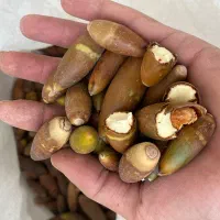 فروش بلوط خوراک دام و طیور