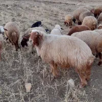 قوچ|حیوانات مزرعه|هلیلان, |دیوار