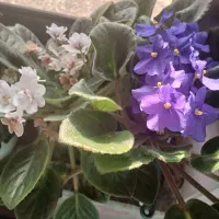 گل بنفشه|گل و گیاه طبیعی|شاندرمن, |دیوار