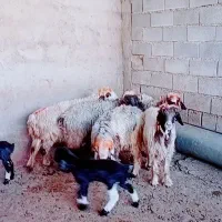 ۷میش وبره|حیوانات مزرعه|شوشتر, |دیوار