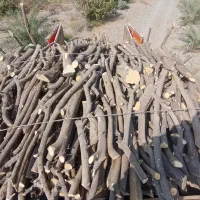 خرید باغ چوب پرتغال لیمو لیموشیرین انار کالیپتوس