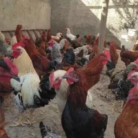 خروس محلی وخروس سفید