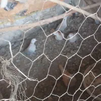 عروس هلندی نر|پرنده|هامون, |دیوار