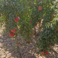انار تازه و خوشمزه