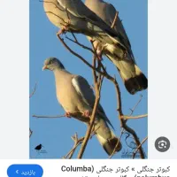 کبوتر، کفتر|پرنده|فولادشهر, B2|دیوار