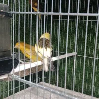 قناری|پرنده|ماکو, |دیوار