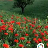 خط تلفن ثابت کوی استادان