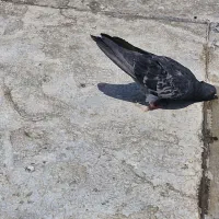 کفتر