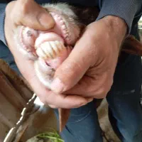 گوسفند کوردستانی