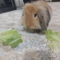 خرگوش‌شیطون